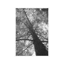 Redwood Black and White Wrapped Canvas Canvas Print