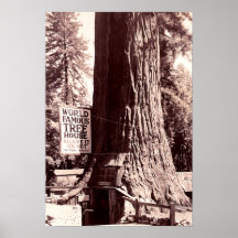 Redwood City California The Fraternal Monarch Print