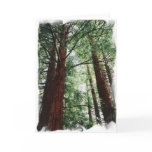 Redwood Sky Greeting Cards
