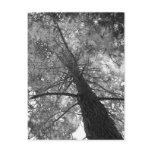 Redwood Tree Black and White Postcard