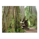 Redwood Tree postcards Big California Redwoods