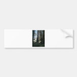Redwood Trees By Bernadette Sebastiani Bumper Sticker