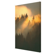Redwood trees in coastal fog, Marin County, Canvas Prints