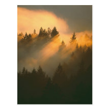 Redwood trees in coastal fog, Marin County, Postcard