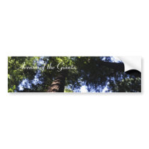Redwoods Bumper Sticker