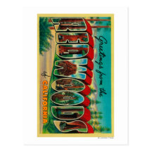 Redwoods, California - Large Letter Scenes Post Card