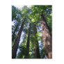 Redwoods Postcard