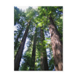 Redwoods Postcard