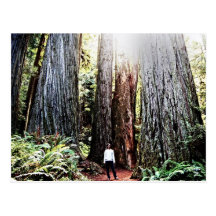 Redwoods Postcard