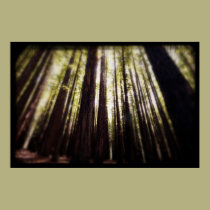 Redwoods posters