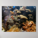 Reef Fish - Clownfish posters