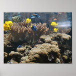 Reef Fish - Tangs posters