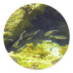Reef Tide Pool stickers