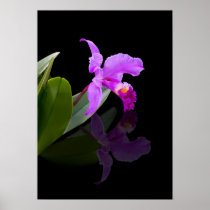 Reflected Beauty Orchid Print