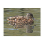 Reflected Mallard Postcard