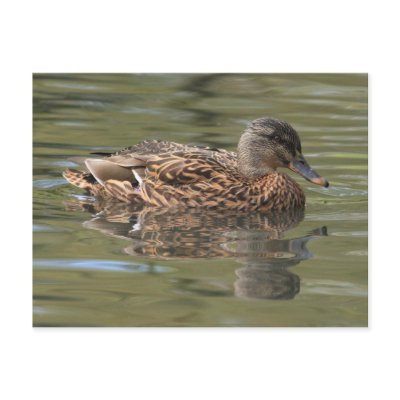 Reflected Mallard Postcard by Welshpixels
