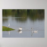 "Reflecting Birds", Swans & Egrets posters