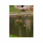 Reflecting Pool At Balboa Park Photo Cutout