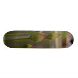 Reflecting Pool At Balboa Park Skate Decks