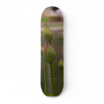 Reflecting Pool At Balboa Park Skate Decks