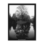 Reflecting Willow black&white - Postcard