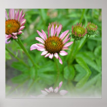 Reflection Floral Perspective- Echinacea Poster