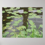 Reflections in the Water Lilypads Nature Poster posters
