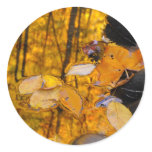 Reflections of Autumn Gold stickers