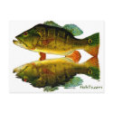 Reflections of Fish postcards