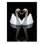 Reflections of Love, Heart Shape, White Swans Postcards