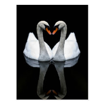 Reflections of Love, Heart Shape, White Swans Postcards