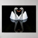 Reflections of Love, Heart Shape, White Swans posters