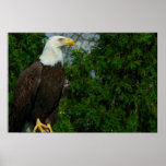 Regal American Bald Eagle posters