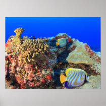 Regal Angelfish Pygoplites diacanthus),