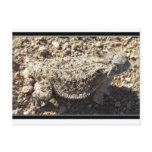 Regal Horned Lizard Post Card