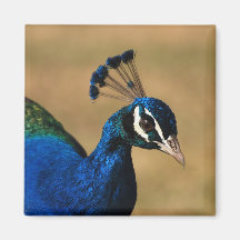 Regal peacock - customisable template magnet