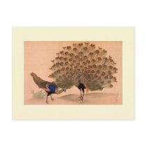 Regal Peacocks Postcards