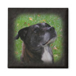 Regular Dog ~ magnet