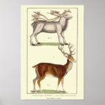 REIN DEER AND THE COMMON STAG PRINT