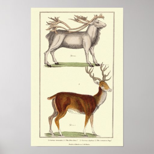 REIN DEER AND THE COMMON STAG PRINT