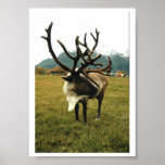 Reindeer #01, (C) Jack Taylor, Zazzle.com/Jack9... Print