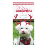 Reindeer Antler & Red Nose Pet Christmas! Photo Cards