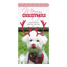 Reindeer Antler & Red Nose Pet Christmas! Photo Cards