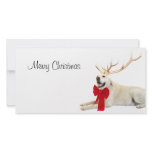 Reindeer yellow lab photo cards