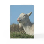 relaxed goat cards