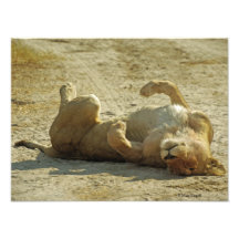 Relaxed Lion Photo Print