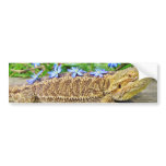 Relaxing Bearded Dragon Bumper Sticker