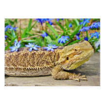 Relaxing Bearded Dragon Business Cards