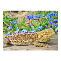 Relaxing Bearded Dragon Invite