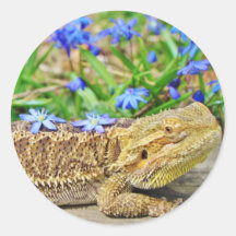 Relaxing Bearded Dragon Round Stickers